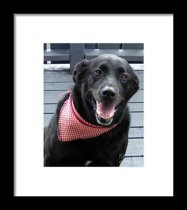 Black Labrador Framed Print featuring the photograph May I come in by Barbara A Griffin