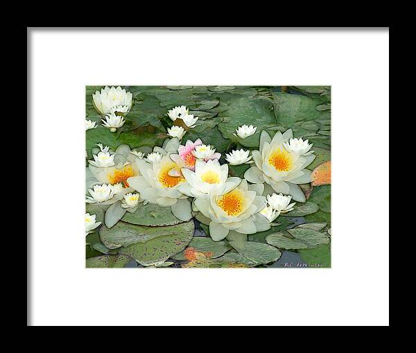 Water Lilies Framed Print featuring the painting May Pond by RC DeWinter