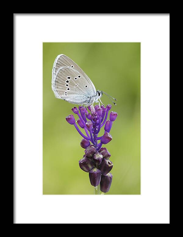 Silvia Reiche Framed Print featuring the photograph Mazarine Blue Butterfly Dordogne France by Silvia Reiche