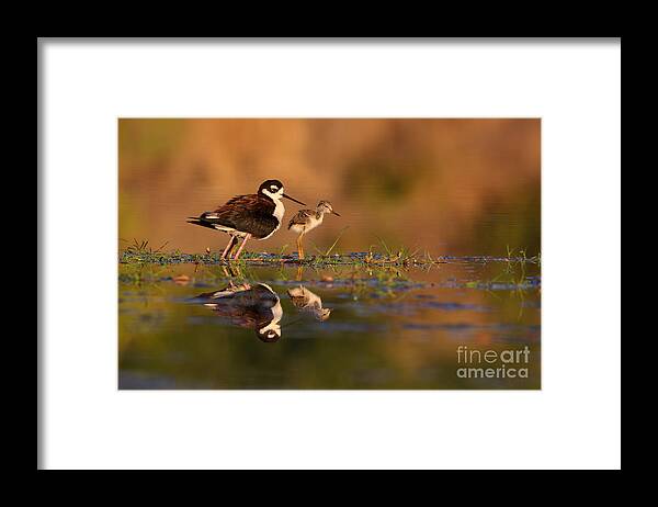 Stilt Framed Print featuring the photograph Me and my Peep by Ruth Jolly
