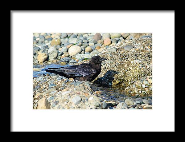 Birds Framed Print featuring the photograph Me and My Shadow by E Faithe Lester