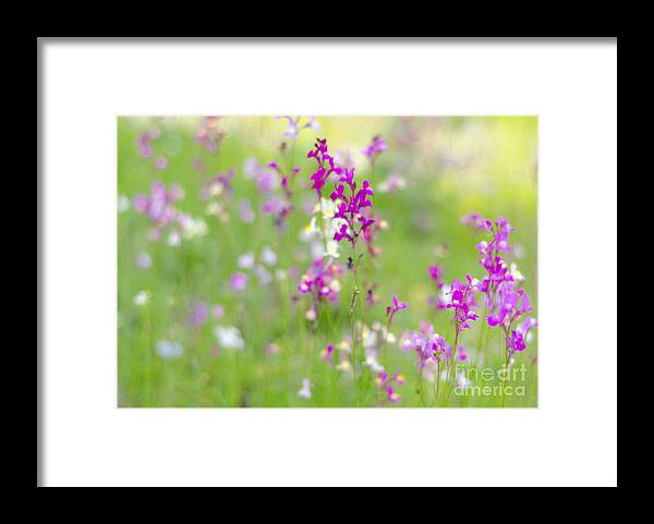 Pink Framed Print featuring the photograph Meadow of Pink II by Tamara Becker