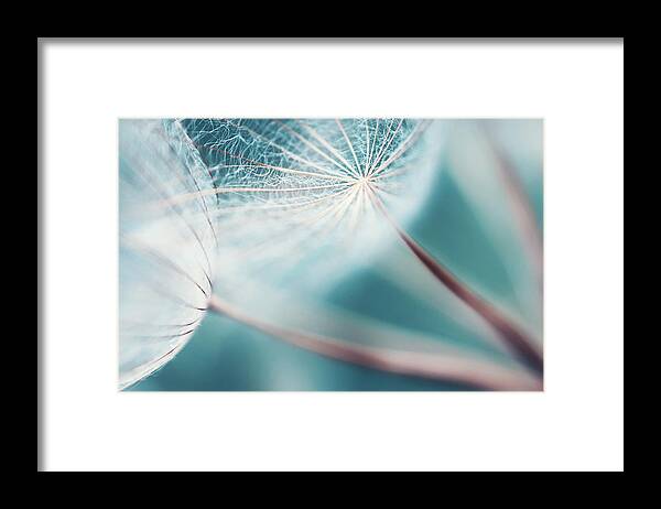 Outdoors Framed Print featuring the photograph Meadow Salsify Abstract Dreamlike by M3ss