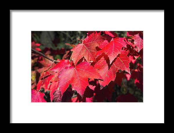 Leaves Framed Print featuring the photograph Red Maple Leaves by Ray Summers Photography