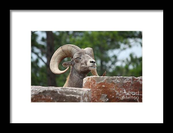 Dall Sheep Framed Print featuring the photograph Meditating by Veronica Batterson