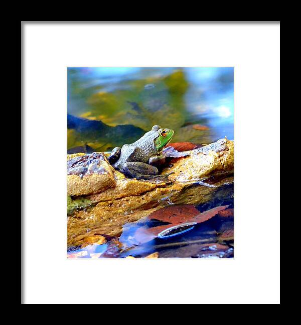 Frog Framed Print featuring the photograph Meditation by Deena Stoddard