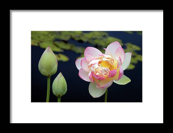 Lotus Framed Print featuring the photograph Meditation by James Knight