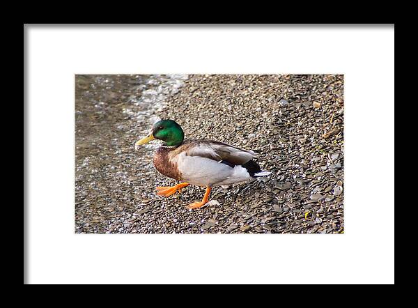 Mallard Framed Print featuring the photograph Meet Mr. Quack - A Mallard Duck by Photographic Arts And Design Studio