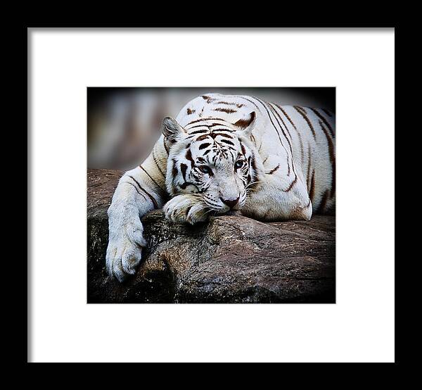 Animal Framed Print featuring the photograph Melancholy by Ray Shiu