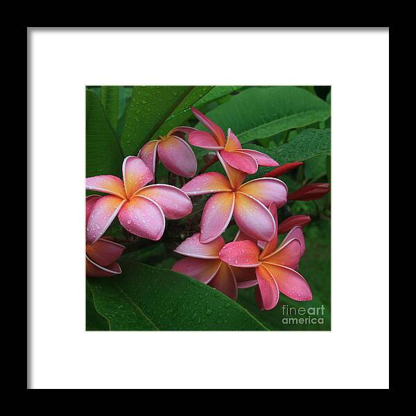 Pink Plumeria Framed Print featuring the photograph Melia Hae Hawaii Pink Tropical Plumeria Keanae by Sharon Mau
