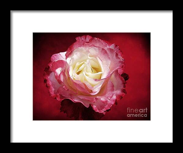 Roses Framed Print featuring the photograph Mellow Passion by Ellen Cotton