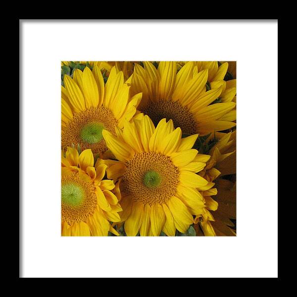 Sunflowers Framed Print featuring the photograph Mellow Yellow by John Glass