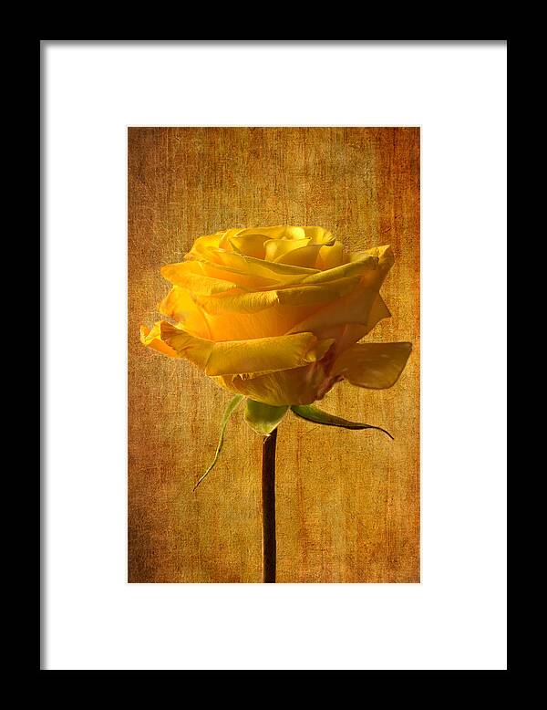 Yellow Rose Framed Print featuring the photograph Mellow Yellow by Marina Kojukhova