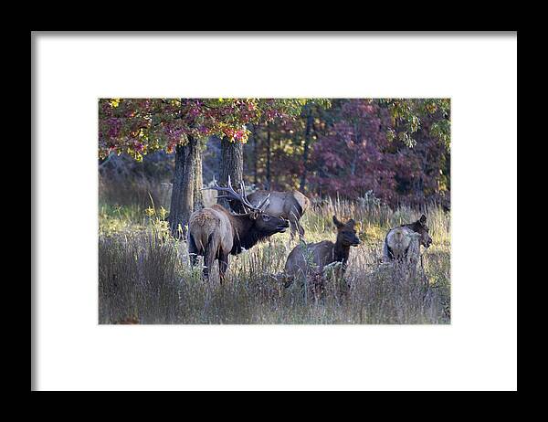 Elk Framed Print featuring the photograph Menage a Trois by Robert Camp