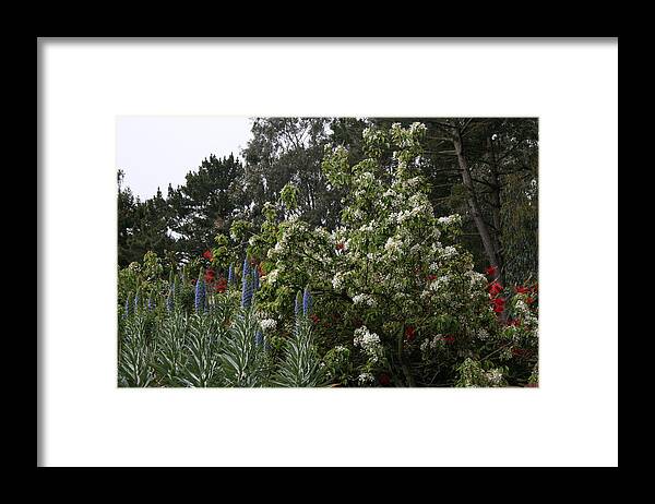 Flowers Framed Print featuring the photograph Menagerie of Color by Cynthia Marcopulos