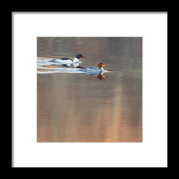 Reflection Framed Print featuring the photograph Merganser Morning Square by Bill Wakeley