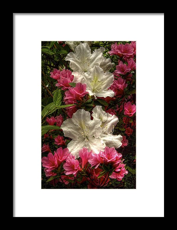 Flowers Framed Print featuring the photograph Merging Azaleas by Penny Lisowski