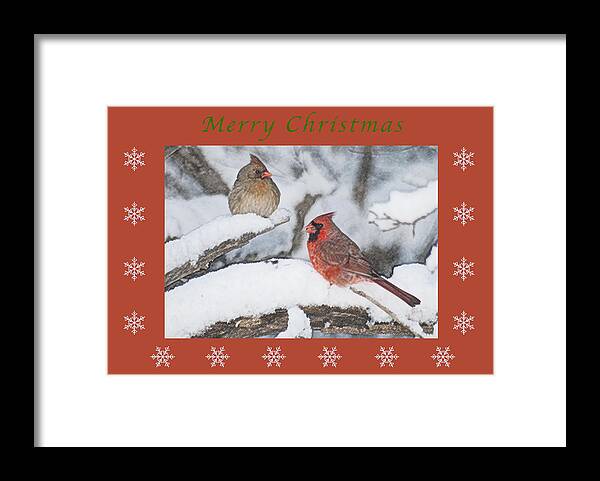 Cardinal Framed Print featuring the photograph Merry Christmas Pair of Cardinals by Michael Peychich
