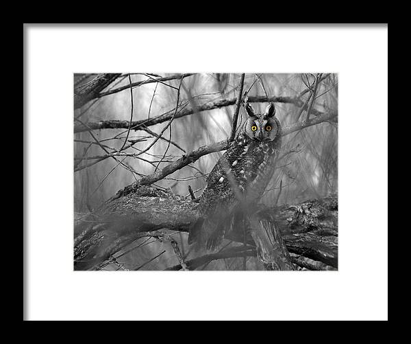 Melissa Peterson Nature Photography Long-eared Owl Long Eared Owls Woods Forest Swamp Swamps Spring Springtime Yellow Eyes Birds Animals Animal Predator Predators Black And White Dramatic Wildlife Wild B&w Sitting Portrait Raptor Raptors Feathers Up Close Ear Ears Creature Creatures Outdoors Outdoor Birding Birder Hunter Nocturnal Bird Of Prey Photo Carnivore Perching Watching Natural Habitat Brush Cyrus Minnesota West Central Amazing North America Typical Erect Tufts Migratory Thickets Thicket Framed Print featuring the photograph Mesmerizing Eyes by James Peterson