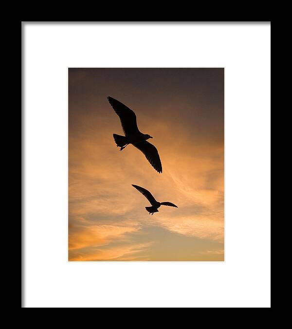 00221379 Framed Print featuring the photograph Mew Gull Larus Canus Pair Silhouetted by Tom Vezo