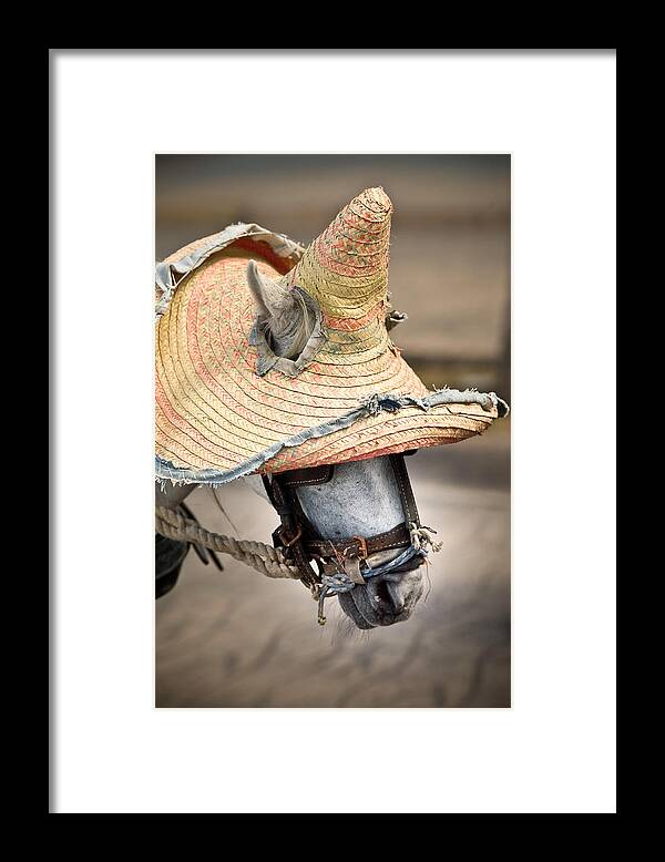Caribbean Framed Print featuring the photograph Mexican Burro by John Magyar Photography