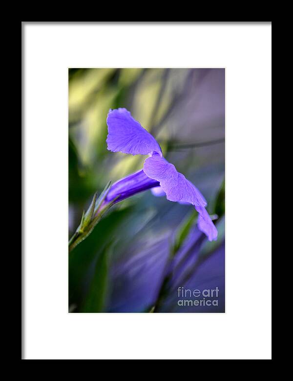 Mexican Petunia Framed Print featuring the photograph Mexican Petunia by Deb Halloran