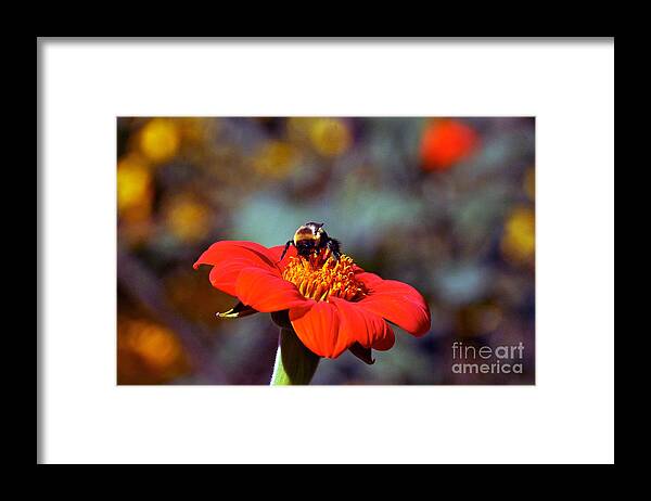 Tithonia Rotundifolia Framed Print featuring the photograph Mexican Sunflower Open House Party Time by Byron Varvarigos