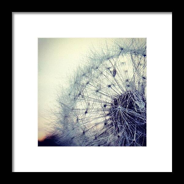 Life Framed Print featuring the photograph #mgmarts #dandelion #love #micro by Marianna Mills