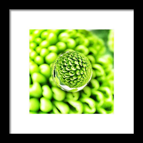 Art Framed Print featuring the photograph #mgmarts #micro #world #effect by Marianna Mills