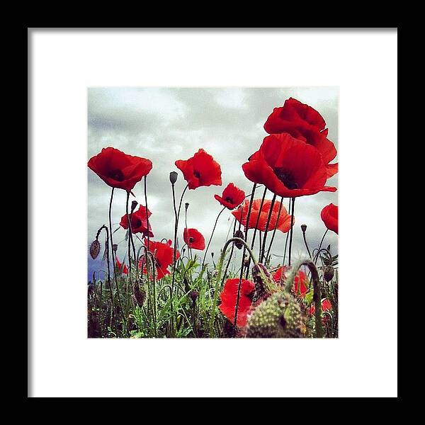 Life Framed Print featuring the photograph #mgmarts #poppy #weed #flower #spring by Marianna Mills