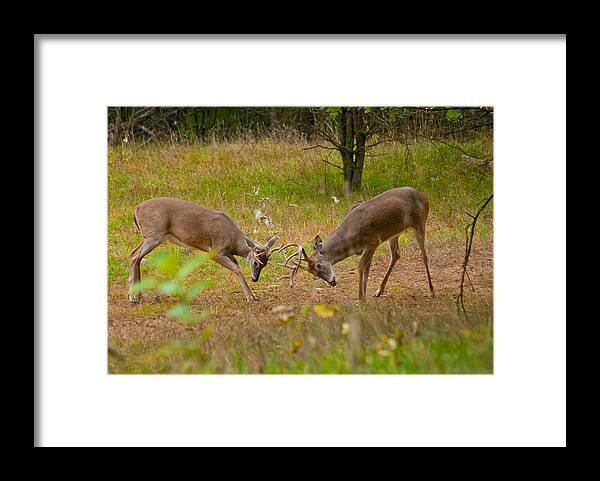 American Framed Print featuring the photograph Michigan Bucks 0101 4510 by Michael Peychich