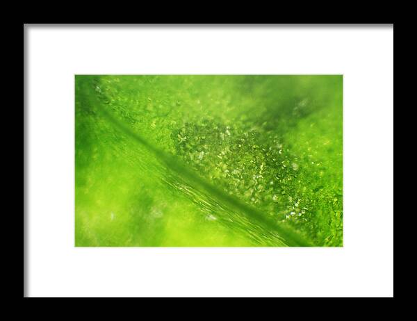 Nature Framed Print featuring the photograph Microscope - Leaf and Bubble 2 by Afrison Ma