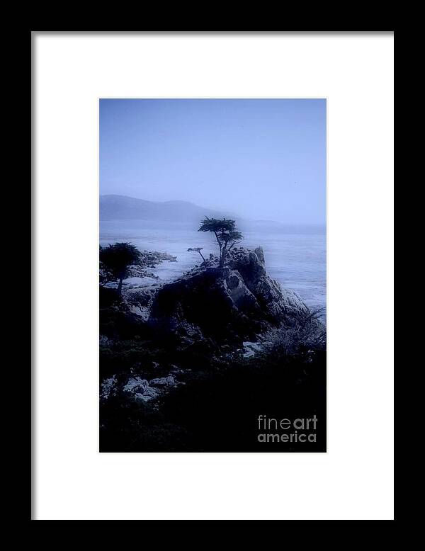 Cypress Framed Print featuring the photograph Midnight Cypress by Kathleen Struckle