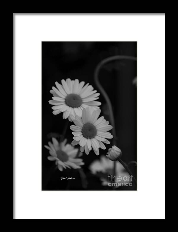 Daisy Framed Print featuring the photograph Midnight Daisies by Yumi Johnson