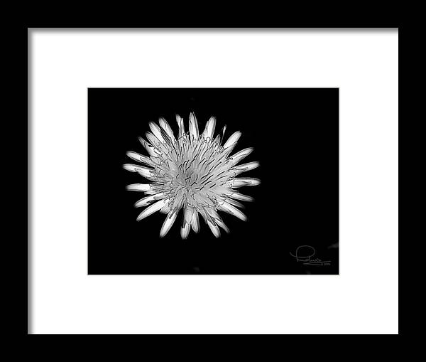 Dandelion Framed Print featuring the photograph Midnight Dandelion by Ludwig Keck