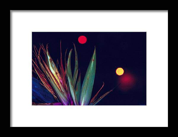Floral Framed Print featuring the photograph Midnight Reach by Renee Anderson
