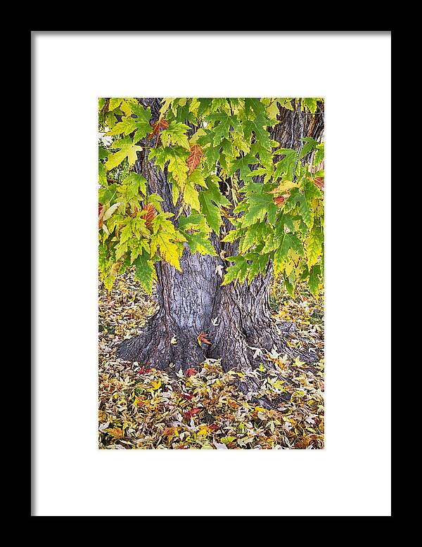 Mighty Framed Print featuring the photograph Mighty Maple Tree by James BO Insogna