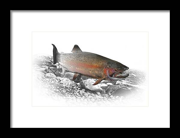 Trout Framed Print featuring the photograph Migrating Steelhead Rainbow Trout by Randall Nyhof