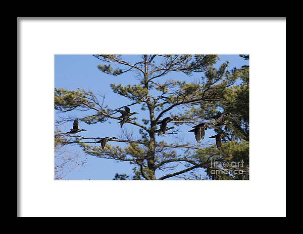 Wood Ducks Framed Print featuring the photograph Migrating Wood Ducks by Dan Hefle
