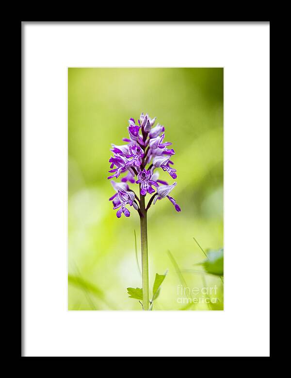 Orchis Militaris Framed Print featuring the photograph Military Orchid by Tim Gainey