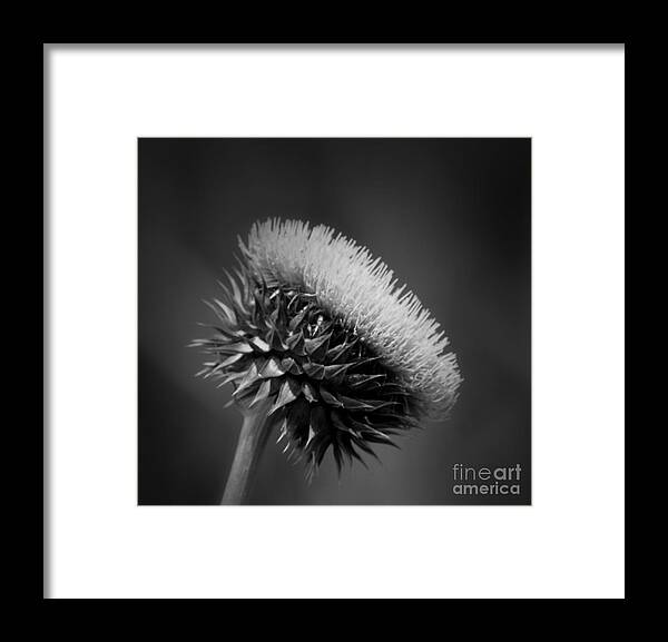 Milk Thistle Bw Framed Print featuring the photograph Milk Thistle BW by Maria Urso