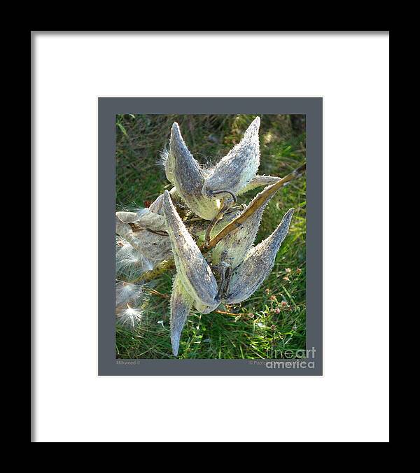 Milkweed Framed Print featuring the photograph Milkweed-II by Patricia Overmoyer