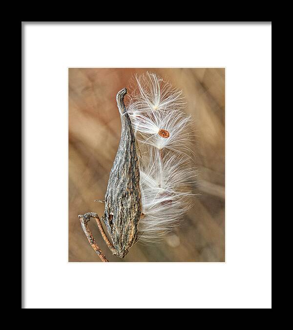 Nature Framed Print featuring the photograph Milkweed Pod and Seeds by William Selander