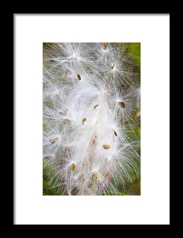 Milkweed Framed Print featuring the photograph Milkweed Seeds and Fluff by Steven Schwartzman