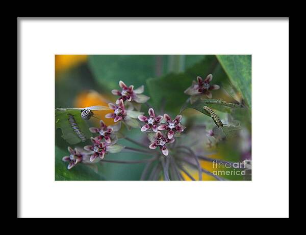 Milkweed Framed Print featuring the photograph Milkweed with Monarch caterpillars by Yumi Johnson