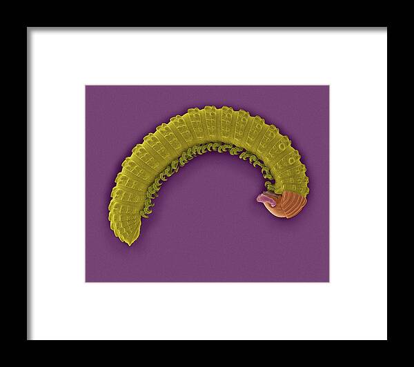 Invertebrate Framed Print featuring the photograph Millipede (class Diplopoda) by Dennis Kunkel Microscopy/science Photo Library