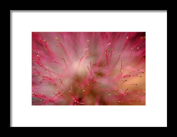 Mimosa Framed Print featuring the photograph Mimosa Fireworks by Michael Eingle