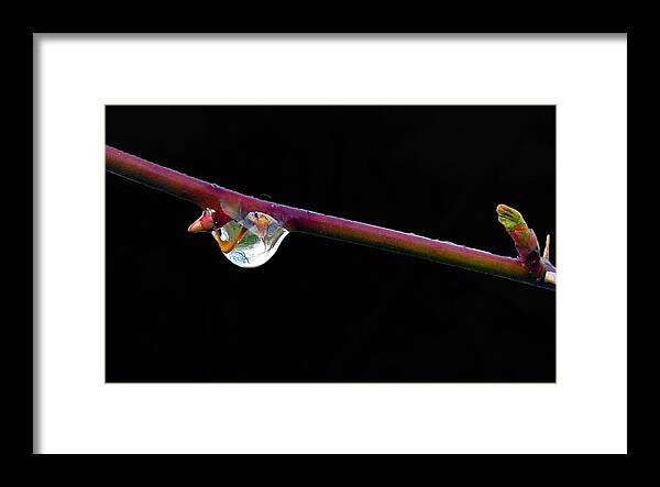 Water Drop Reflections Framed Print featuring the photograph Mini Environment by I'ina Van Lawick