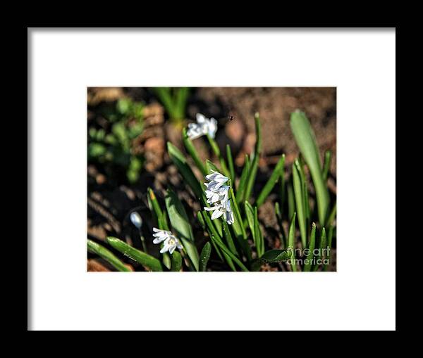 Hyacinth Framed Print featuring the photograph Mini Hyacinth with Bee by Yumi Johnson