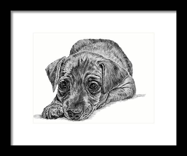 Dog Framed Print featuring the drawing Mini Pin by Pencil Paws